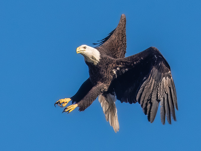 Eagle flying with open talons