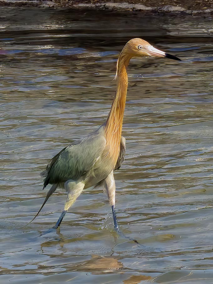 Reddish Egret in shallow water