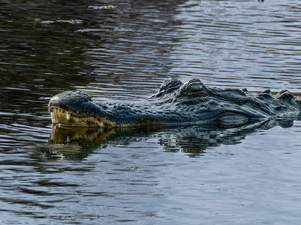 Alligator looking like it is smiling
