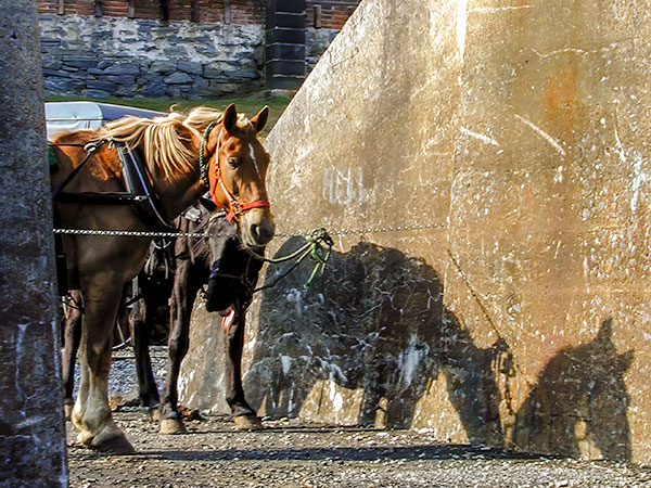 Horse, shadow showing, outside Amish event, under trellis