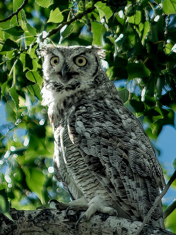 Owl in tree looking like it is smiling