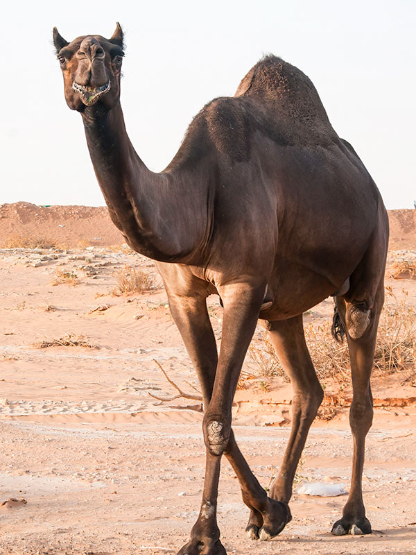 Camel looking at camera and seeming to smile