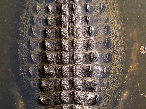 Alligator back looking down